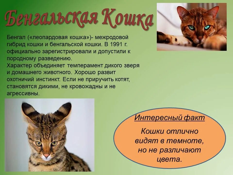 День кошек. День кошек информация