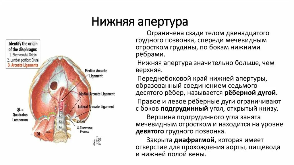 Выполняет функцию диафрагмы. Верхняя Апертура грудной клетки ограничена. Образования формирующие нижнюю апертуру грудной клетки. Нижняя Апертура грудной клетки. Нижняя Апертура грудной клетки ограничена.