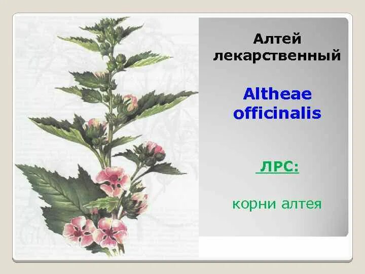 Корень алтея на латинском. Алтей лекарственный ЛРС. Алтей лекарственный лекарственное сырье. Алтей Фармакогнозия. Корни Алтея сырье.