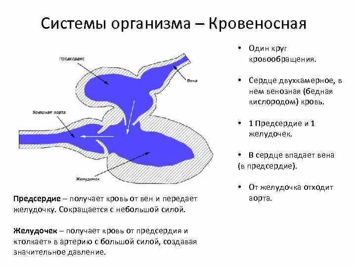 У рыб 1 круг кровообращения. Двухкамерное сердце и один круг кровообращения. Сердце двухкамерное 1 круг кровообращения. Строение сердца рыбы. Сердце рыбы.