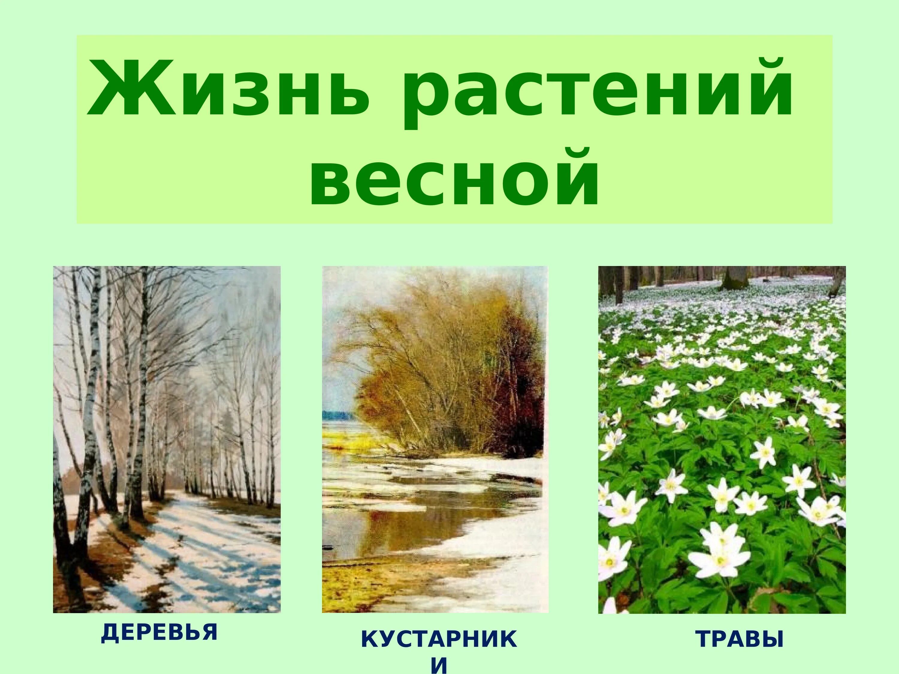 Растения весной для дошкольников. Весенние изменения в природе для детей. Живая природа весной 2 класс тест