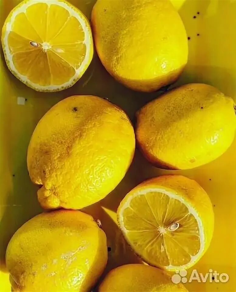 Sweet lemon. Лимон новогрузинский комнатный. Мандарин дерево купить авито. Лимон дерево и лимонник. Цитрус (комнатное растение) лимон лунарио.