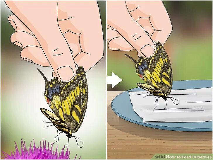 Кормление бабочек. Покормить бабочку. Как кормить бабочку. Кормление бабочек в домашних. Чем питаются бабочки в домашних