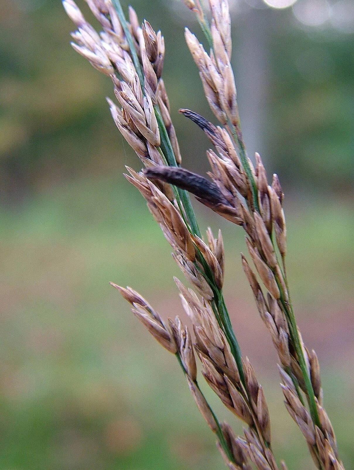 Спорынья (Claviceps purpurea). Спорынья (Claviceps purpurea Tulasne).. Склероции спорыньи на ржи. Claviceps purpurea – спорынья пурпурная.