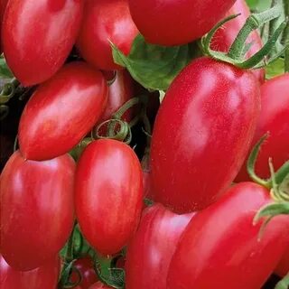 Томаты мязиной каталог