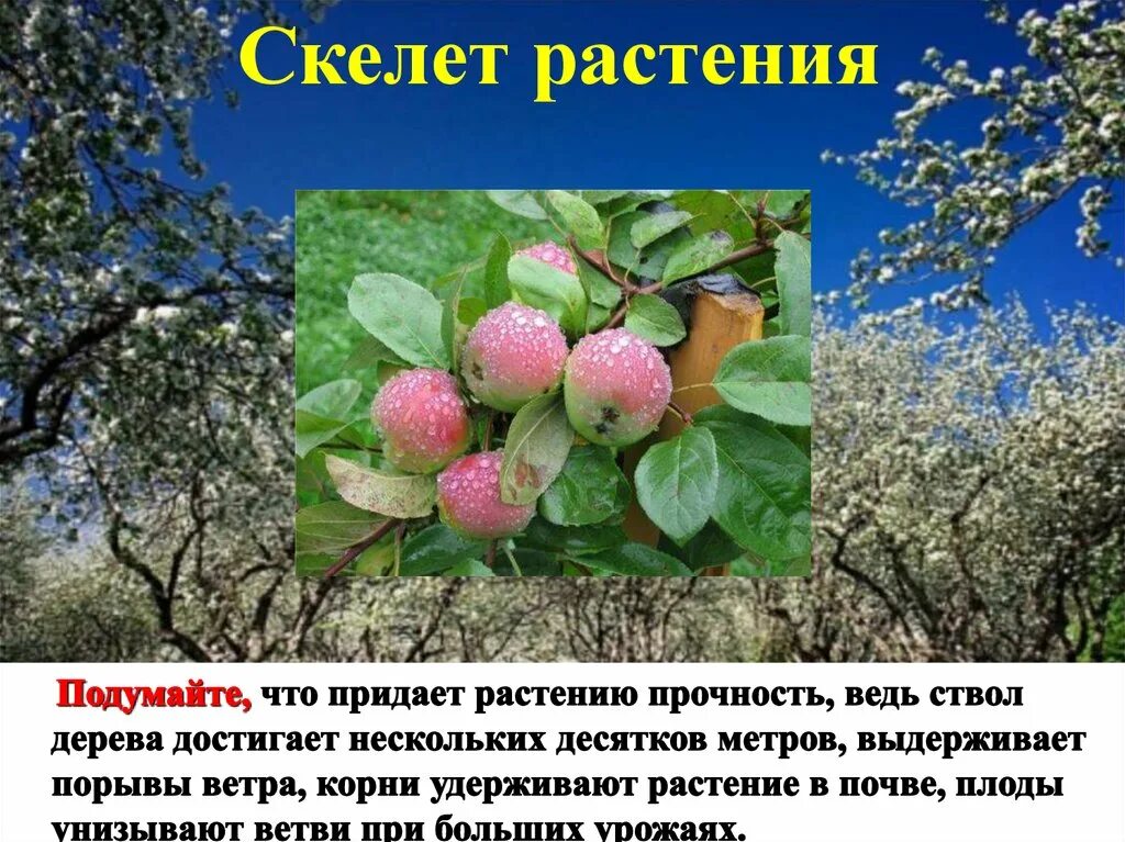 Формирование скелета растения. Придает растениям прочность. скелет растений. остов растения это. что придаёт растениям просность.