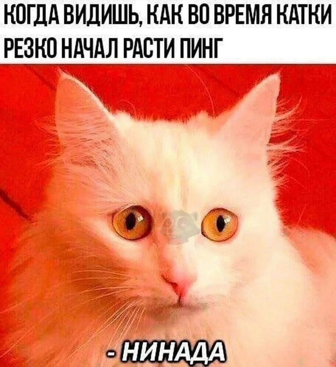 Пожалуйста не надо хорошо. Кот мем. мемы с котиками. может не надо мем кот. нинада мем с котом.