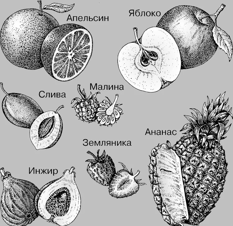 Померанец строение плода. Гесперидий это плод. Померанец классификация плодов. Плоды растений. Разные типы плодов