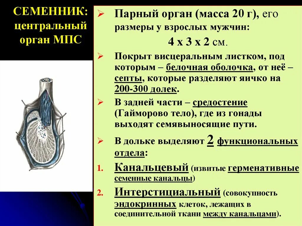 Семенник орган. Семенник парный орган. Функции яичка. Виды семенников. 3 парных органах