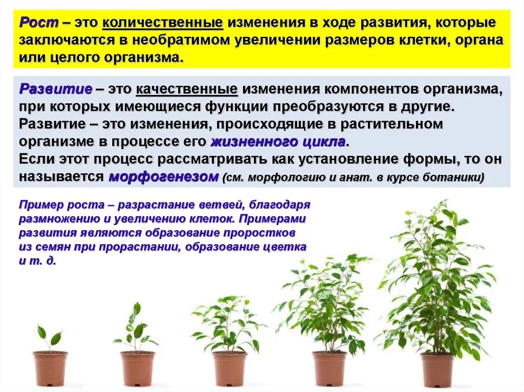 Особенности развития растений. Характеристика роста и развития растений. Этапы растений. Стадии развития растений.