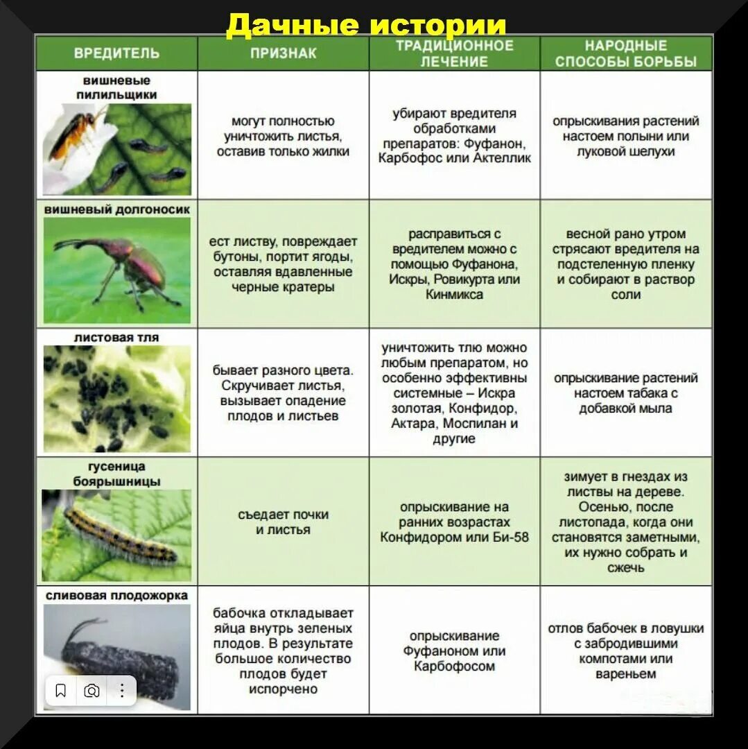 Защита земляники от вредителей и болезней. И описание вредителей в саду. Вредители клубники описание с фотографиями и способы. Вредители клубники описание с фотографиями. Когда можно обрабатывать яблони от вредителей