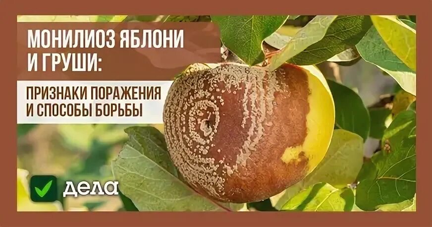 Монилиальный ожог яблони фото. Монилиальный ожог яблони. Монилиоз вишни. Монилиальный ожог яблони фото и борьба. Монилиальный ожог абрикоса.