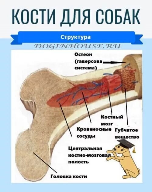 Какие кости можно собакам. Какие кости нельзя собакам. Почему грызут кости