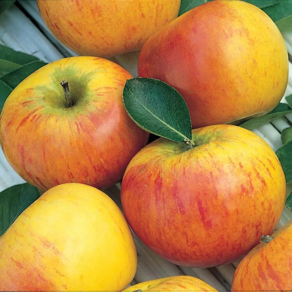 Яблоко шафран. Яблоня Киддс оранж ред. Шафран полосатый яблоня. Blenheim Orange яблоко. Сорт яблок Шафран.
