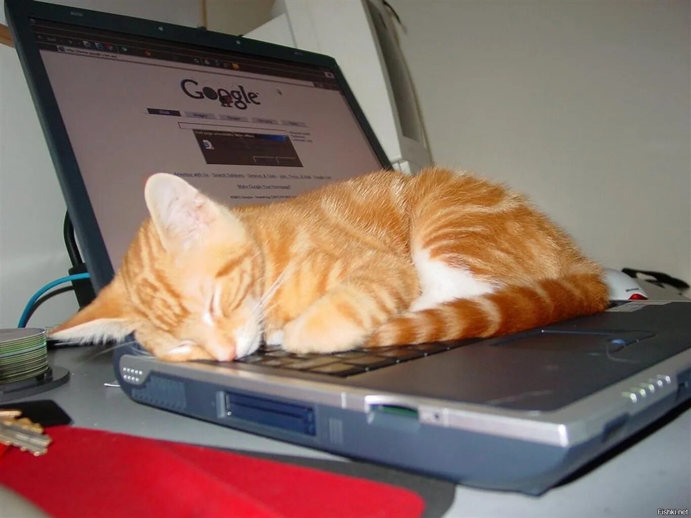 Как выглядит кот дремот. Котик псит на ноутбуке. кот с ноутбуком. коты за компьютером. кот уснул на ноутбуке.