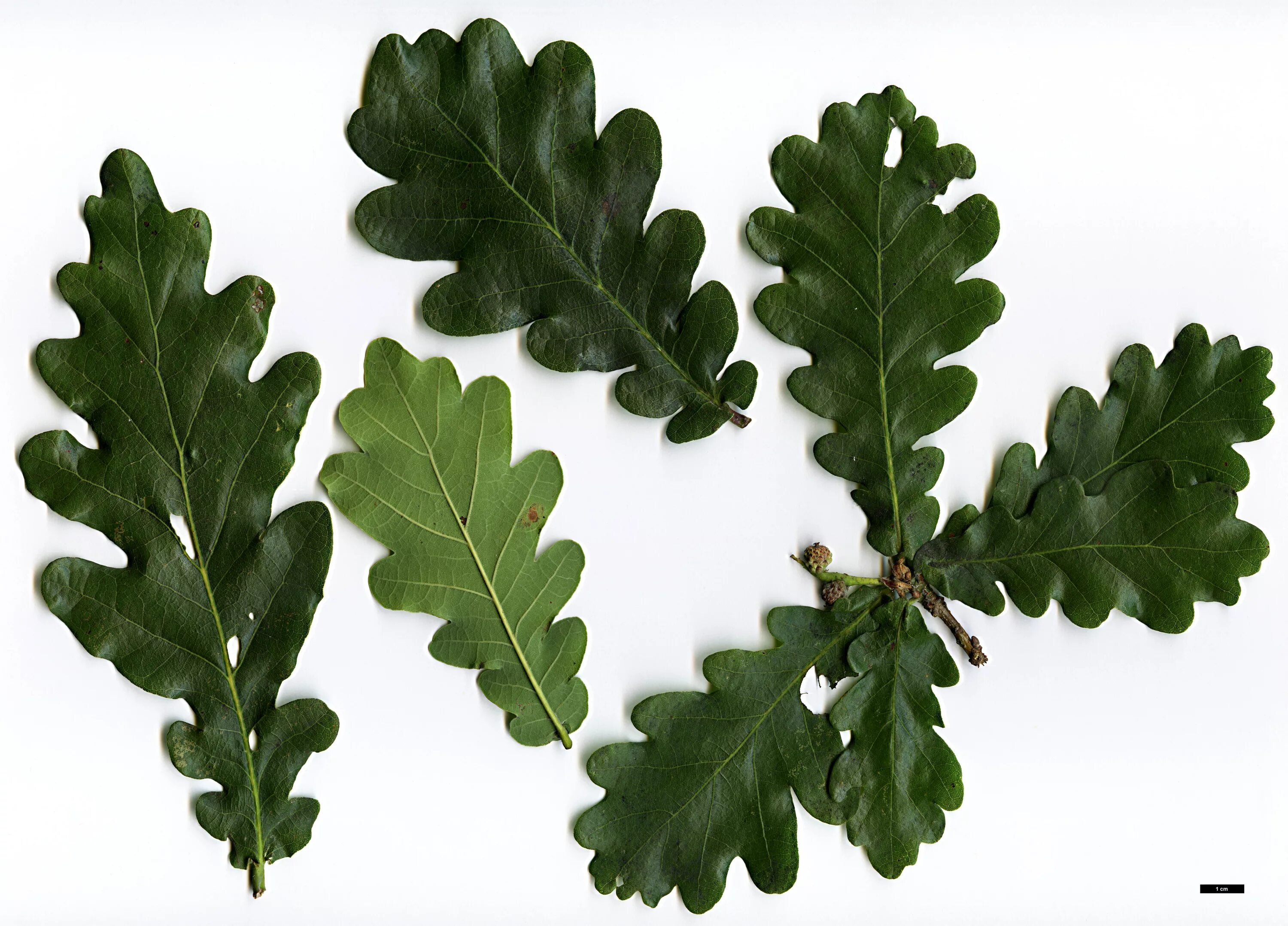 set of autumn leaves of oak isolated on white background. в 2025 г Осенние листь
