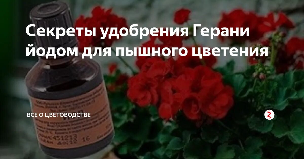 Герань йод для пышного цветения. Удобрения для герани для цветения. Подкормка пеларгонии для обильного цветения. Подкормки для пышного цветения пеларгонии. Чем подкормить герань весной в домашних