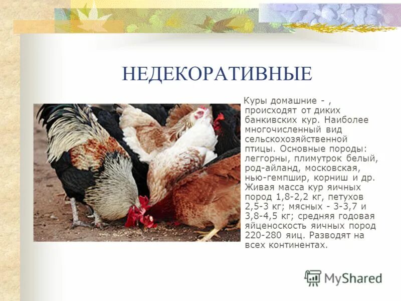 Курица является животным. Курица является животным