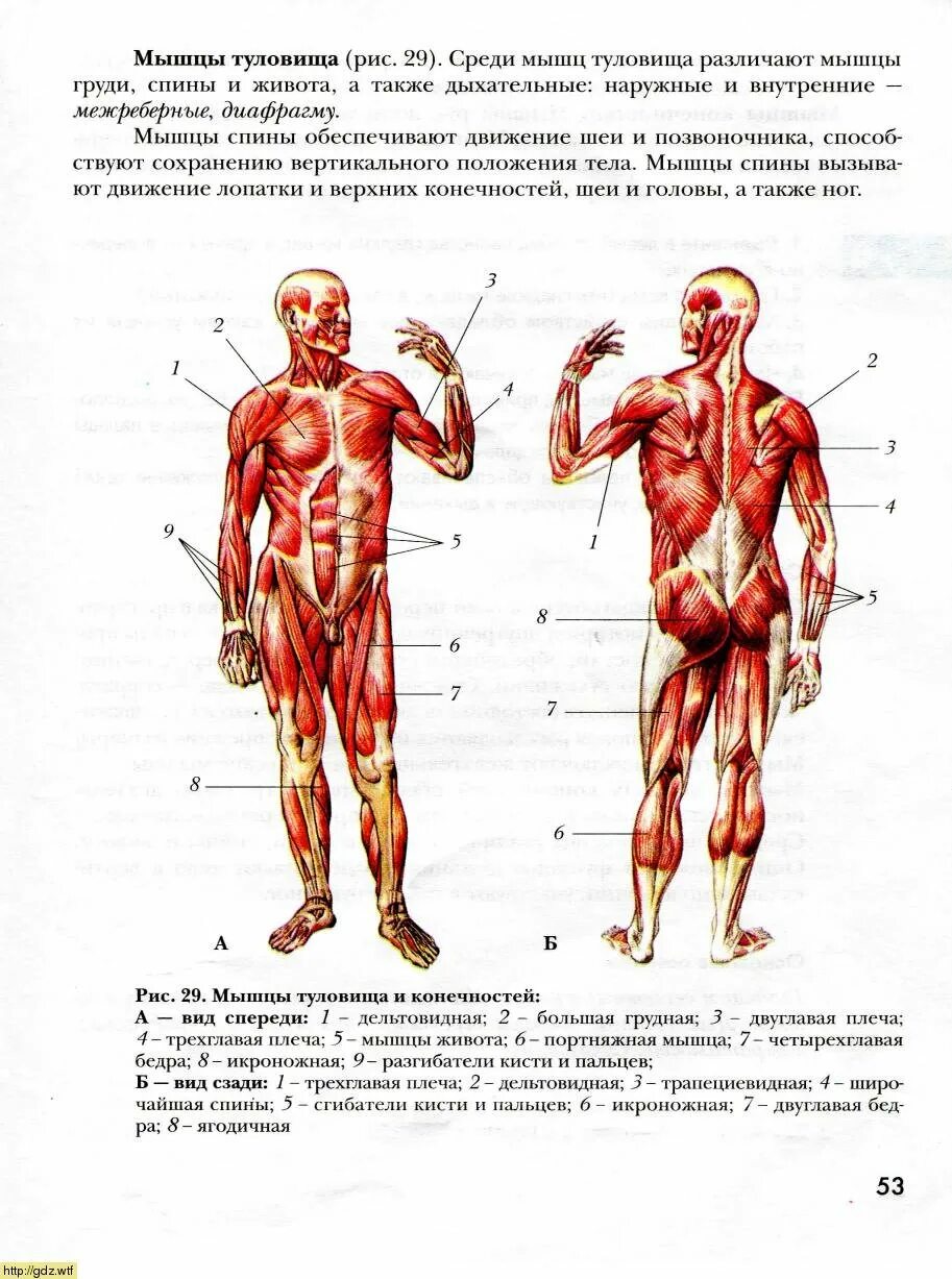 Мышцы туловища и конечностей спереди. Мышцы туловища человека 8 класс. Мышцы человека 8 класс биология. Мышцы туловища и конечностей 8 класс биология. Главная мышца тела