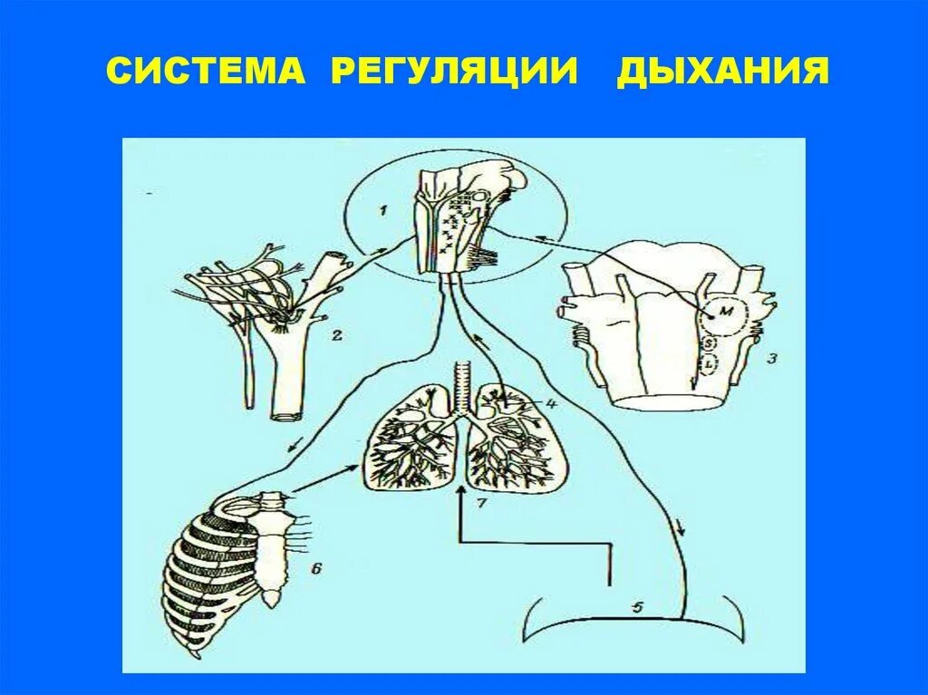 Установите соответствие примеры регуляции Серия Тримегавитал Фотография 8 из 11 ВКонтакте