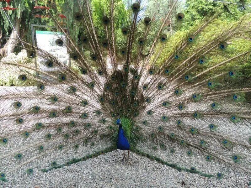 павлин распушил хвост. белый королевский павлин. павлин распускает хвост. павлин распушил хвост. обыкновенный павлин черноплечий.
