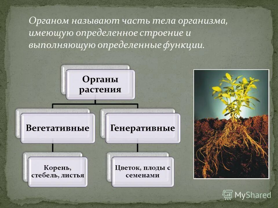 Растения не имеющие органов называется. Растения не имеющие органов называется