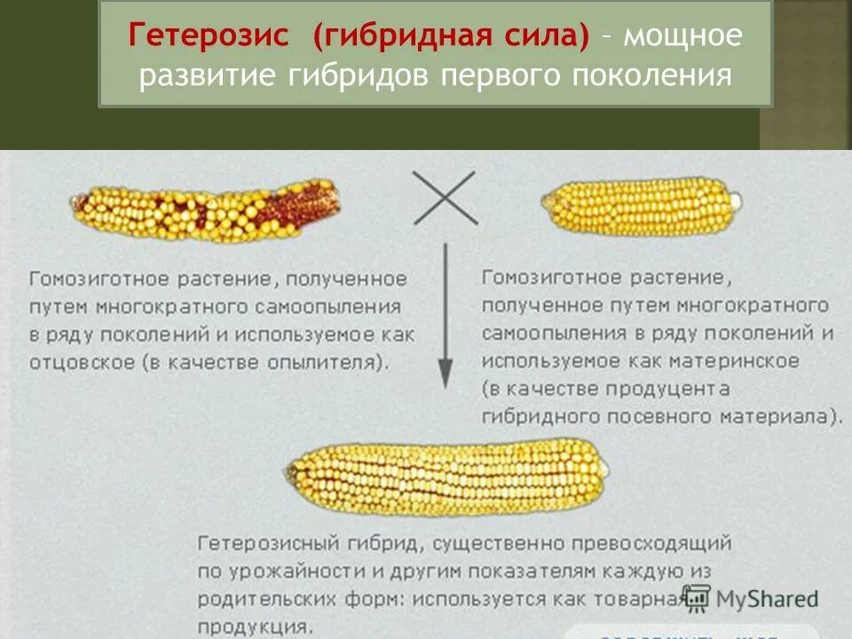 Получение гомозиготных линий получение высокопродуктивных гибридов. Гетерозис в селекции растений. Методы селекции растений гетерозис. Гетерозис метод селекции. Гетерозис гибридная сила.