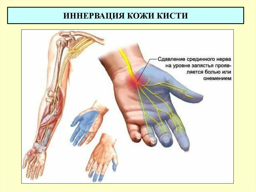 Онемение пальцев парестезии. Руки затекают и немеют.