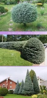 Можно ли подстригать ели