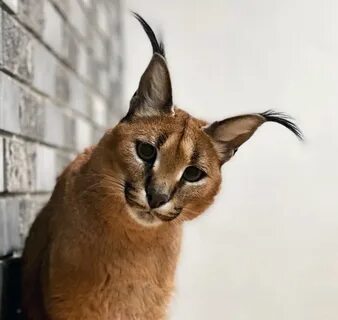 Каракет кошка