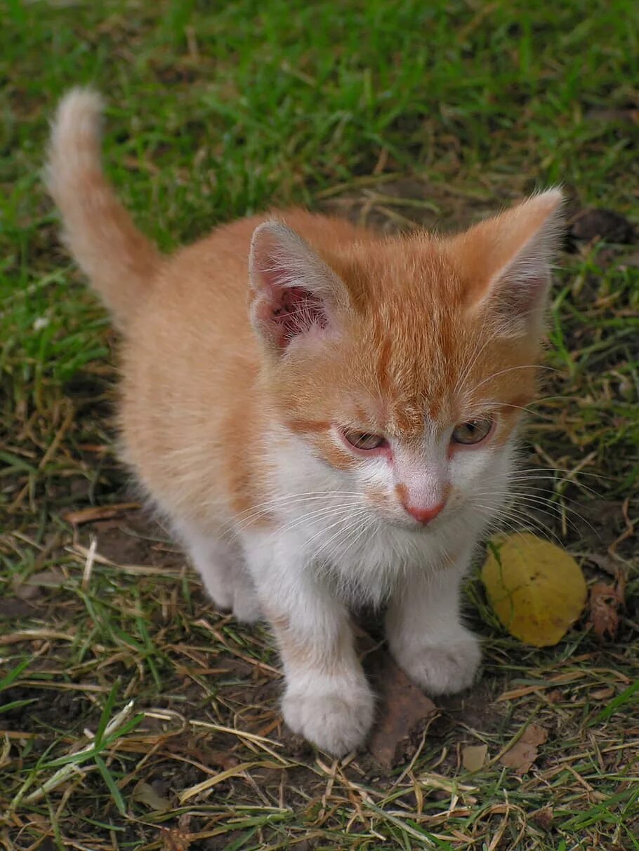 Cats me red. Рыжий котёнок. Рыже белый котенок. Рыжие коты. Рыжий дворовый кот.