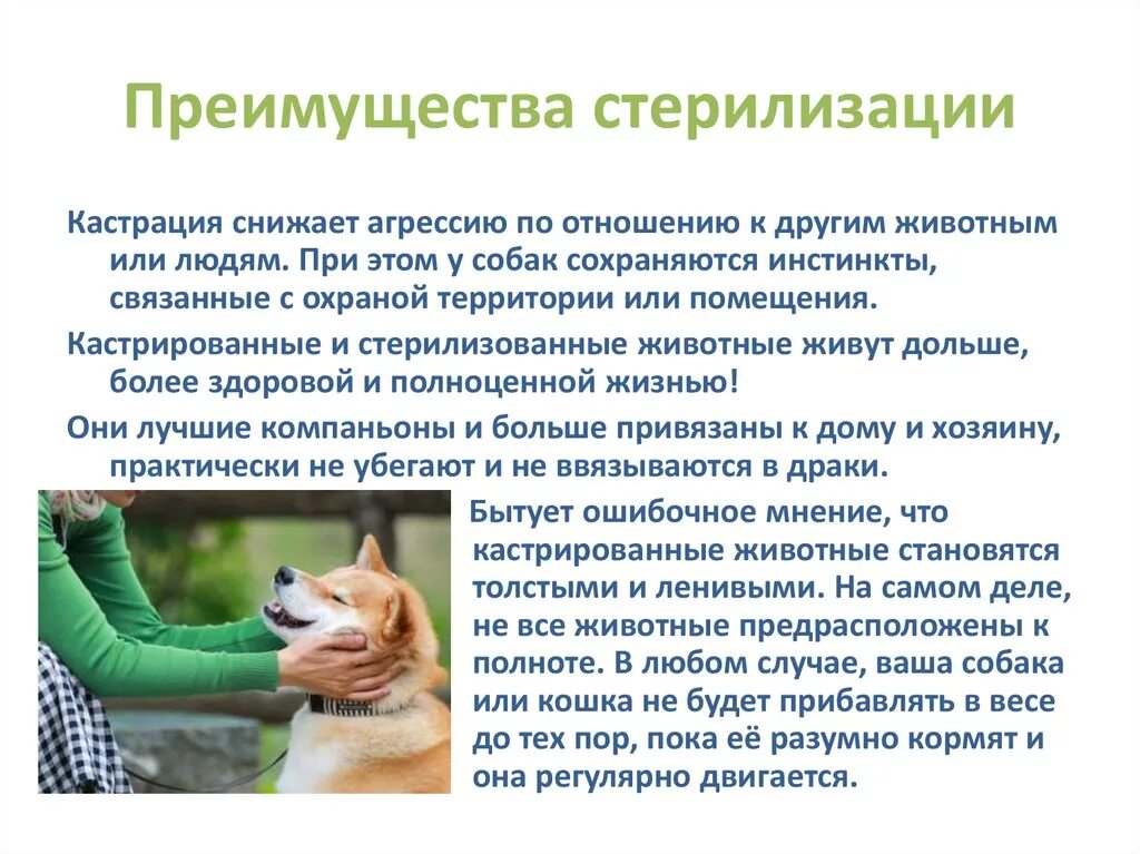 Достоинства животных. Стерилизация животных. преимущества стерилизации. кастрация и стерилизация домашних животных.