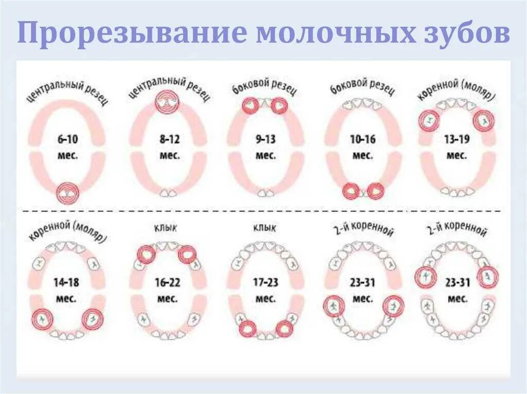 Во сколько месяцев появляются первые. Схема появления зубов у грудничков. Последовательность прорезывания зубов у детей до 1 года. Зубки у малышей порядок прорезания по месяцам. Рост зубов у детей таблица после 3 лет.