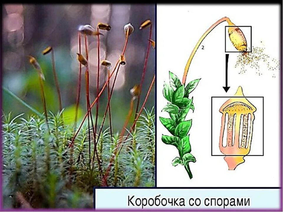 Спора мха. Кукушкин лен споры. коробочка со спорами у кукушкина льна. коробочка спорогона кукушкина льна. спорангий кукушкина льна.
