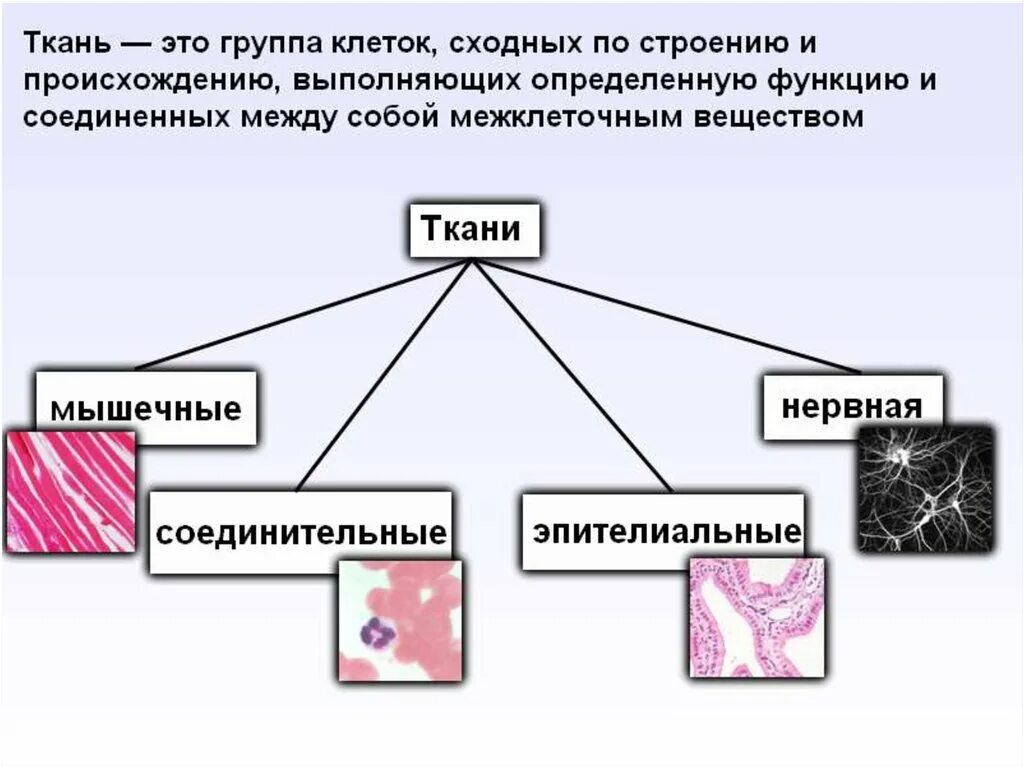 Группа клеток организма выполняющих