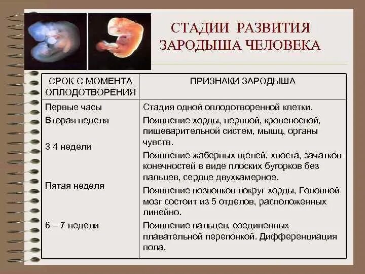 Эмбриональный период развития плода. Стадии развития зародыша человека. Этапы развития эмбриона. Этапы формирования зародыша человека. Каковы основные условия нормального протекания беременности