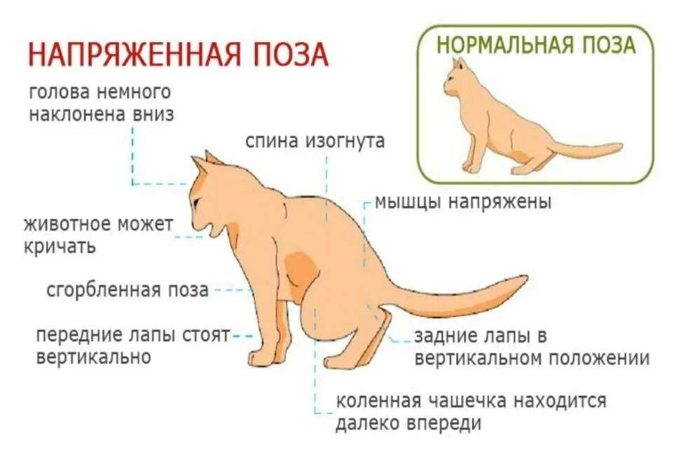 Как понять что кот заболел. Мочекаменная болезнь у котов симптомы. Мочекаменная у котов симптомы и лечение. Симптомы мочекаменной болезни у котов и кошек. Нормальная поза кота при мочеиспускании.