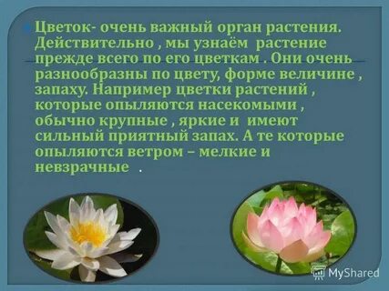 Растения 3 класс 21 век презентация