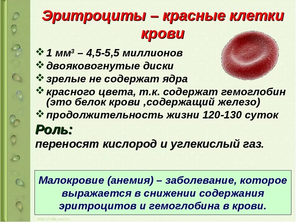 Сколько хромосом в эритроците. Эритроциты человека. Эритроциты крови человека. Эротроциты красный кровяные клетки. Клетка эритроцита.