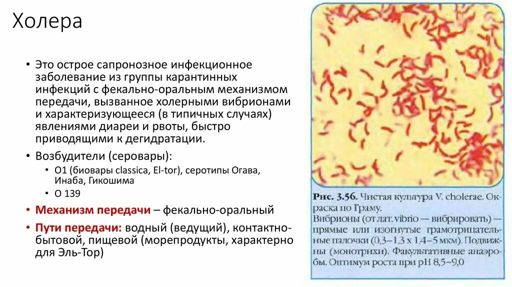 Есть ли холера. Холера возбудитель заболевания.