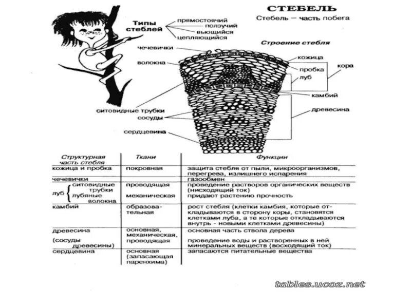 Внутреннее строение стебля функции. Лабораторная работа по теме строение стебля. Строение стебля растения таблица. Таблица строение стебля 6 класс биология Пасечник. Единство строения и функции тканей стебля.