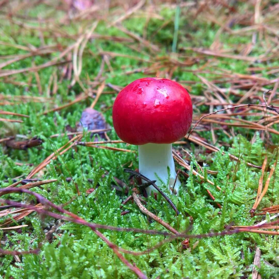 гриб млечник голубой сообщение. сыроежка жгучеедкая (russula emetica). сыроежка руссула. ядовитая сыроежка жгучеедкая. сыроежка жгучеедкая несъедобная.