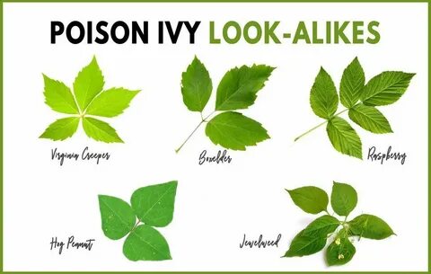 Перевести на русский plants