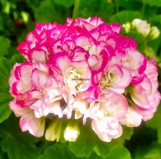 Пеларгония rosebud