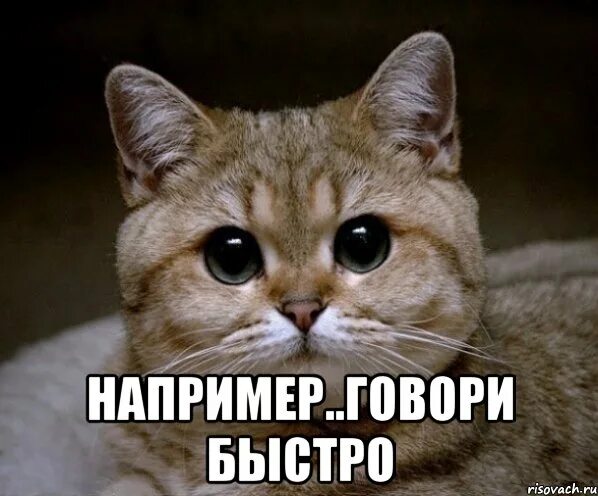 Мем говори быстрее. Кот пидрила. мем с котом пидрила. доброе утро пидрила. тупицы.