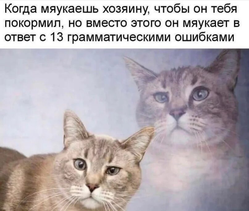 Так это мой кот. Кот мем. кот мяукнул. мемы с котами и надписями. мяукнул коту в ответ.
