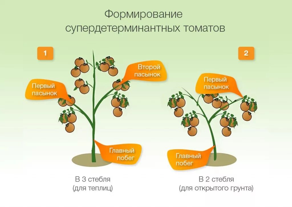 Формирование помидоров в теплице схема. Схема формирования детерминантных томатов. формирование куста томата в теплице схема. пасынкование в 3 стебля помидор. формирование томатов в 2 стебля схема.