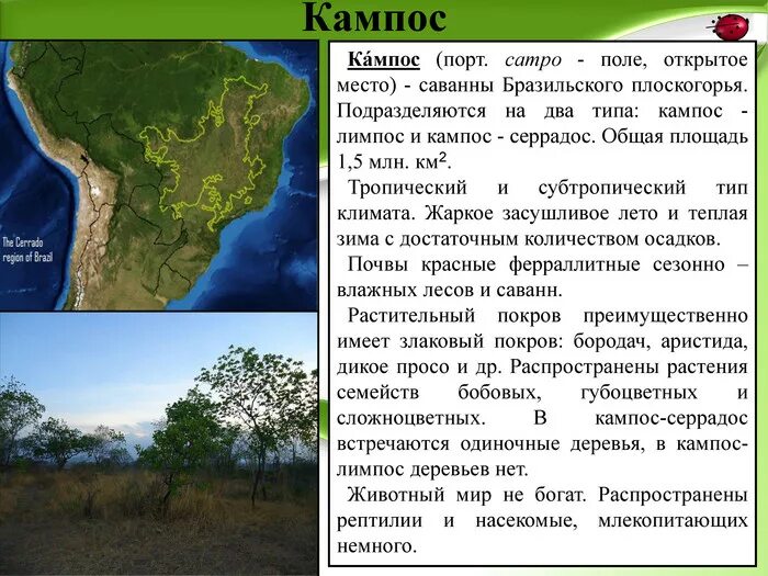 Саванны Льянос. Растительный мир бразильского Плоскогорья. Кампос серрадос Южной Америки. Саванны Южной Америки на карте. Природные зоны венесуэлы и их особенности