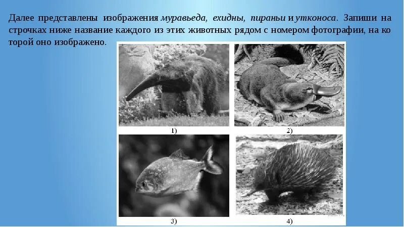 Далее представлены изображения муравьеда ехидны. Далее представлены изображения. Далее представлены изображения муравьеда, ехидны, пираньи и Утконос. Тип приспособления утконоса. Среда обитания волка 5 класс биология впр