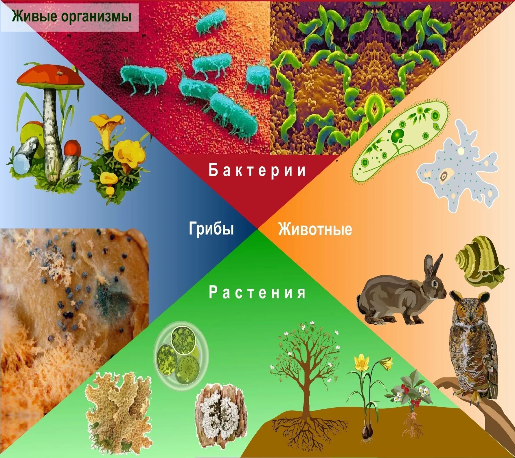 Многообразие организмов на нашей планете. Живые организмы. Живые организмы биология. Биологическое разнообразие живых организмов. Живый е существа организмы.